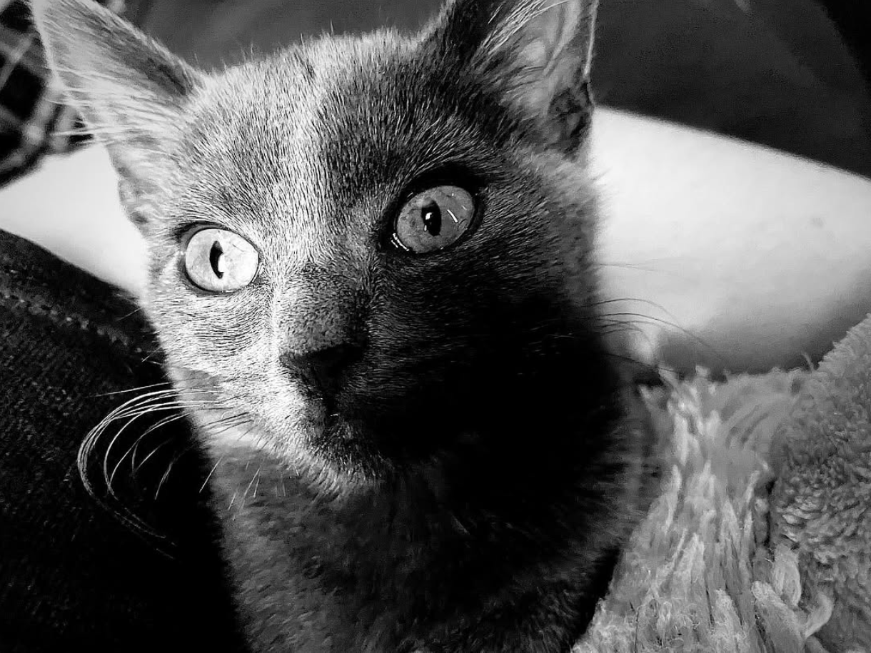 Knoa (Luna Blocking)